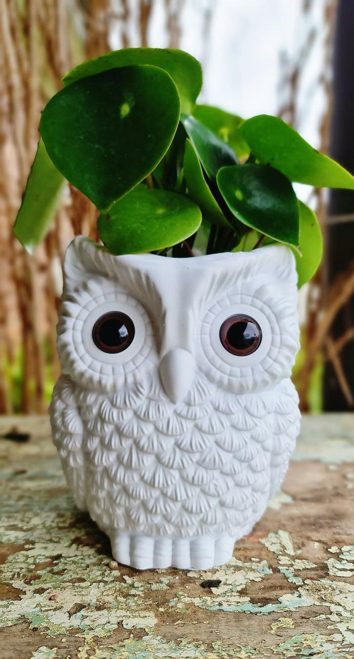 Hoot Planter – White Owl  |  Planters & Vases Planters & Vases Planters & Vases