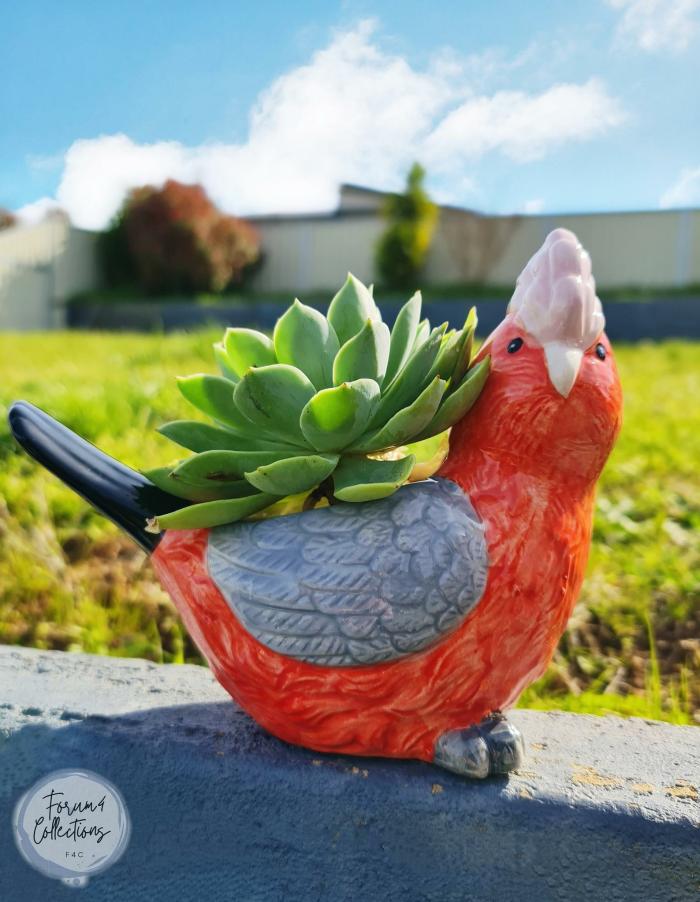 Native Galah Bird Planter  |  Planters & Vases Planters & Vases Planters & Vases