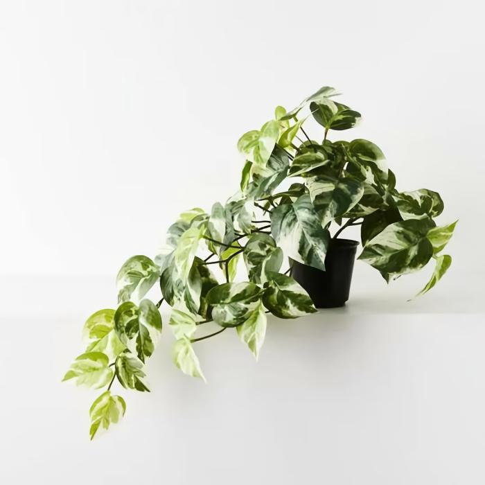 Real Touch – Artificial Pothos Hanging Bush Plant In Pot – Varigated  |  Artificial Plants Artificial Plants Artificial Plants