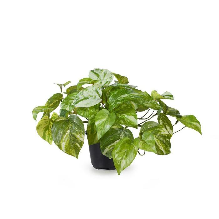 Real Touch – Artificial Pothos Marble Plant In Pot  |  Artificial Plants Artificial Plants Artificial Plants