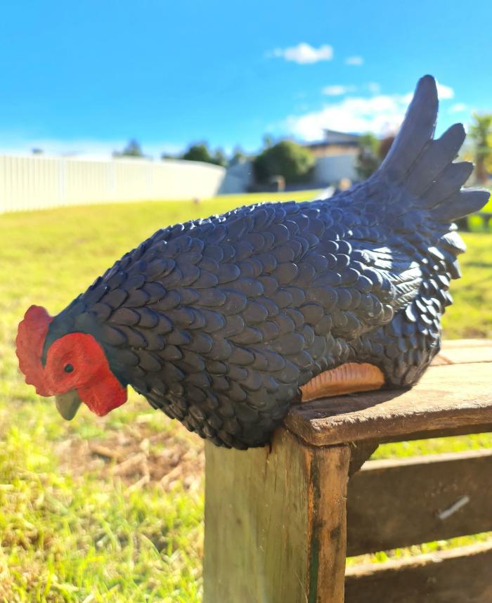 Wilma The Black Sitting Hen  |  Chickens Chickens Chickens